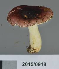 Russula roseopileata image