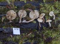 Pholiota pallidocaulis image