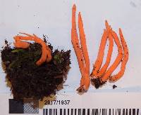 Ramariopsis depokensis f. persicina image