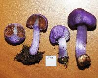 Cortinarius porphyroideus image