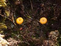 Lichenomphalia chromacea image