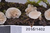 Crepidotus lateralipes image