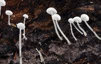 Hemimycena tortuosa image