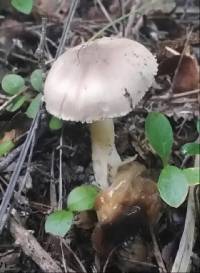 Amanita taiepa image