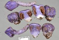 Cortinarius coneae image