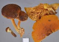 Gymnopilus purpuratus image