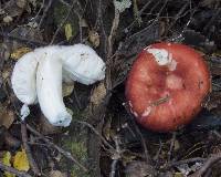 Russula kermesina image