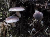 Cortinarius castaneiceps image