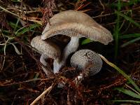 Clitocybe brunneoceracea image