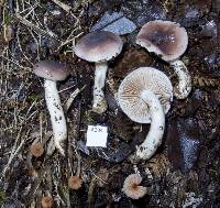 Cortinarius castaneiceps image