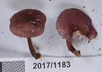 Mycena rubroglobulosa image