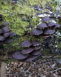 Hypholoma brunneum image