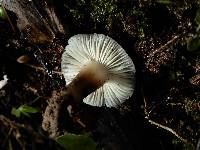 Aeruginospora furfuracea image