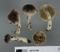 Cortinarius castaneiceps image