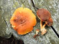 Gymnopilus purpuratus image