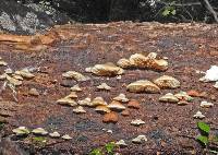 Crepidotus rufofloccosus image