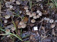 Mycena austrofilopes image