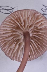 Mycena podocarpi image