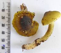 Tricholoma viridiolivaceum image