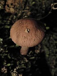 Agrocybe erebia image