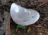 Amanita marmorata image