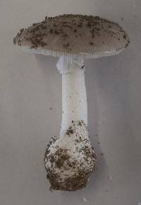 Amanita marmorata image