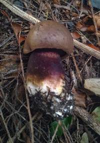 Tylopilus formosus image