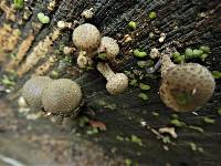 Pholiota terrestris image