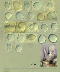 Clavaria roseoviolacea image