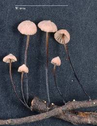 Marasmius gelatinosipes image