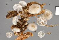 Mycena austrororida image