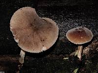 Pluteus minor image