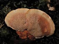 Rigidoporus laetus image