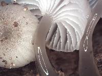 Mycena austrororida image