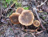 Simocybe phlebophora image