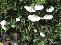 Entoloma byssisedum image