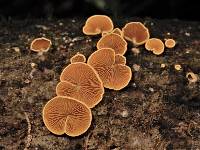 Crepidotus parietalis image