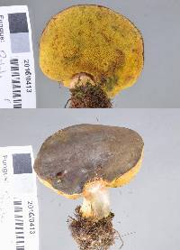 Boletus leptospermi image