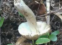 Amanita taiepa image