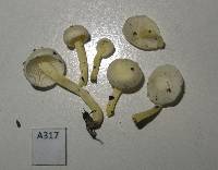 Hygrophorus involutus image