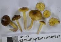 Hygrocybe fuliginata image