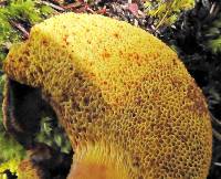 Austroboletus lacunosus image