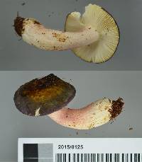 Russula macrocystidiata image