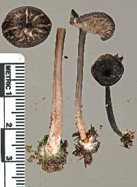 Entoloma asprelloides image