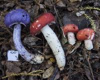 Russula kermesina image