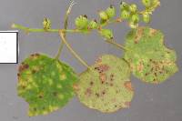 Puccinia tiritea image