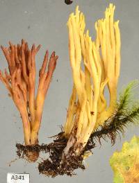 Ramaria lorithamnus image