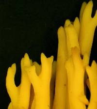 Ramaria lorithamnus image