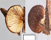 Crepidotus fuscovelutinus image