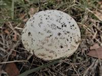 Calvatia lilacina image